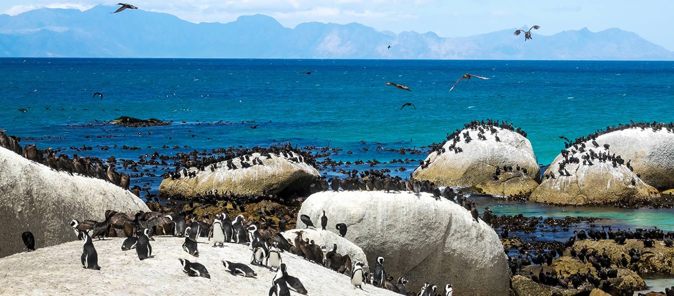 Penguins-Boulder-Beach